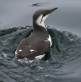 Common Murre